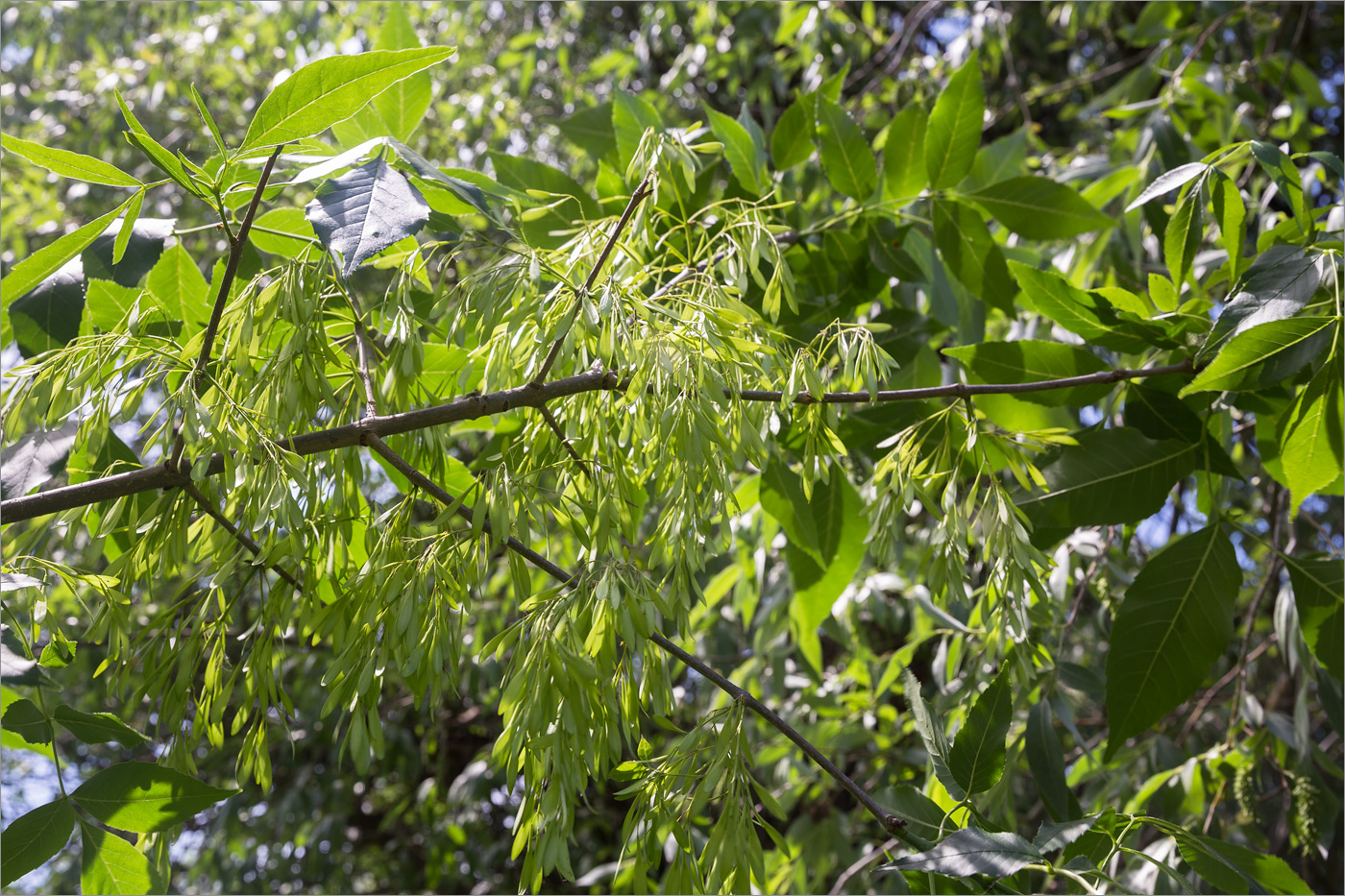 Image of Fraxinus pennsylvanica specimen.