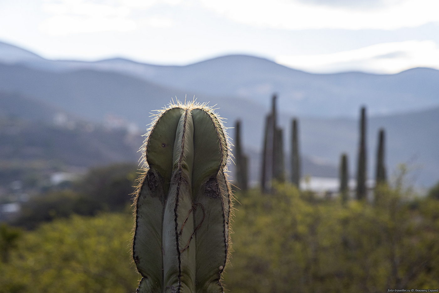 Изображение особи семейство Cactaceae.