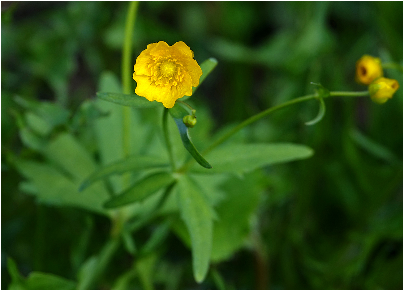 Image of Ranunculus cassubicus specimen.