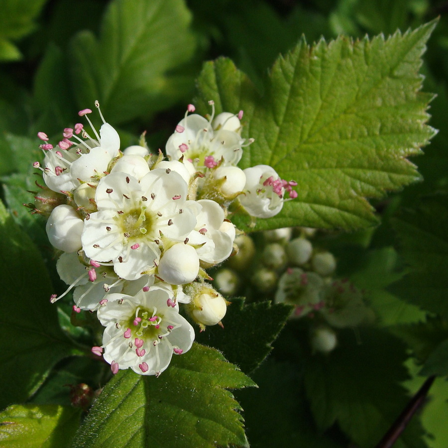 Изображение особи Crataegus maximowiczii.