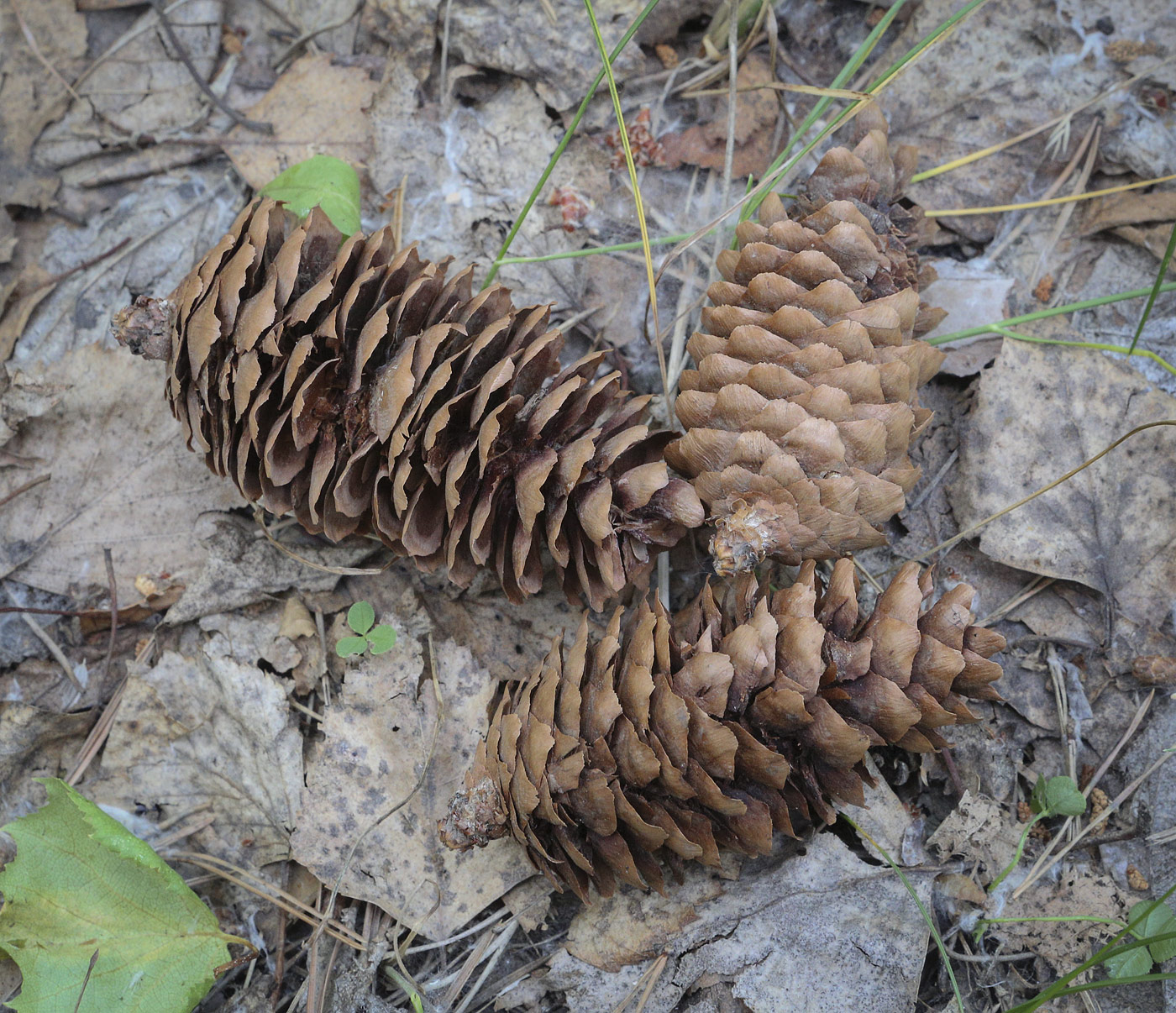 Image of Picea &times; fennica specimen.