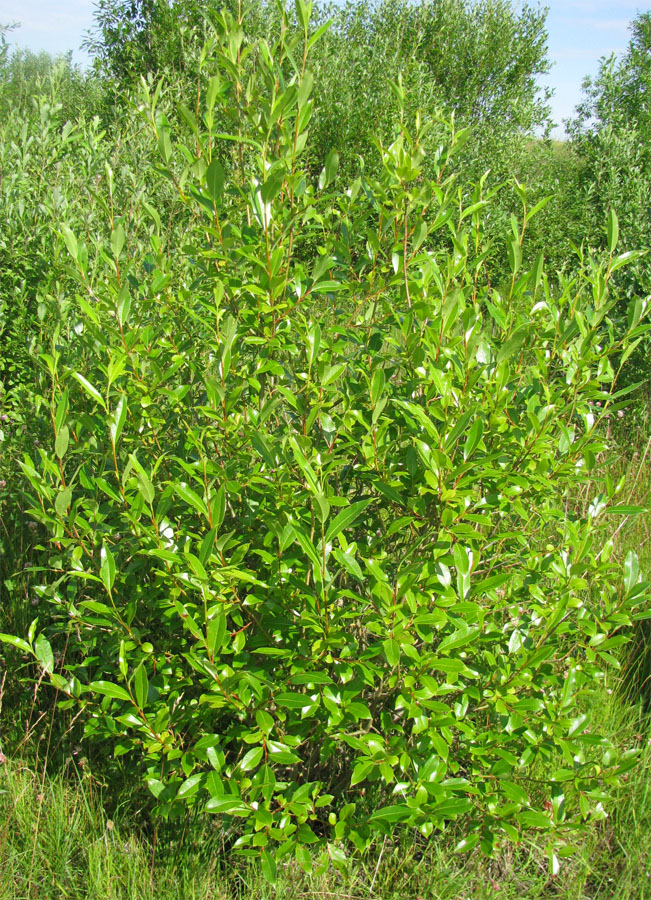 Image of Salix pentandra specimen.