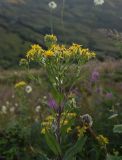 Senecio propinquus. Верхушка цветущего растения. Чечня, Итум-Калинский р-н, окр. пер. Чантыбарз, выс. 2100 м н.у.м, луг. 7 августа 2023 г.