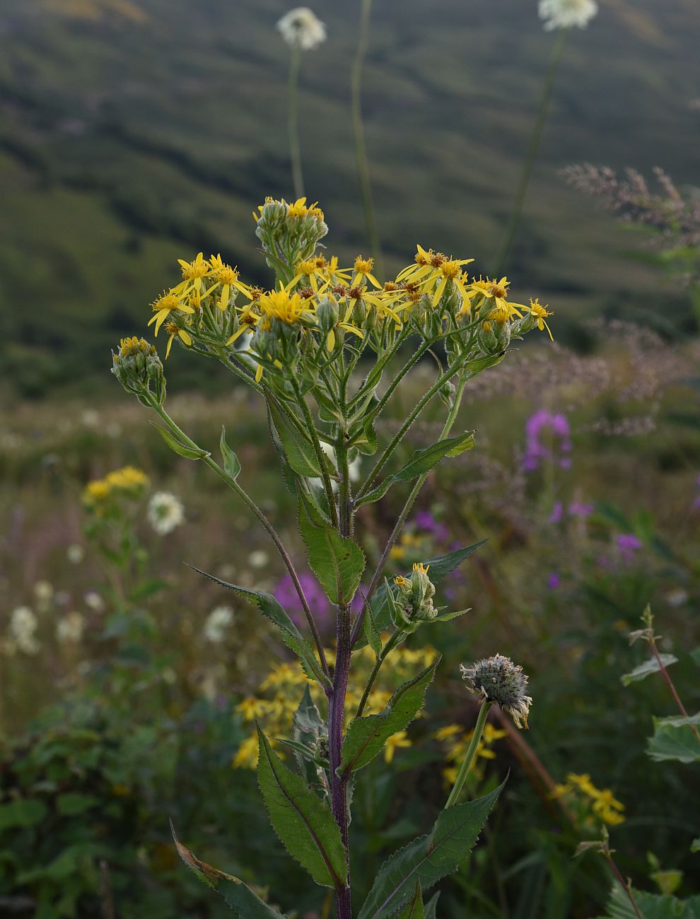 Изображение особи Senecio propinquus.