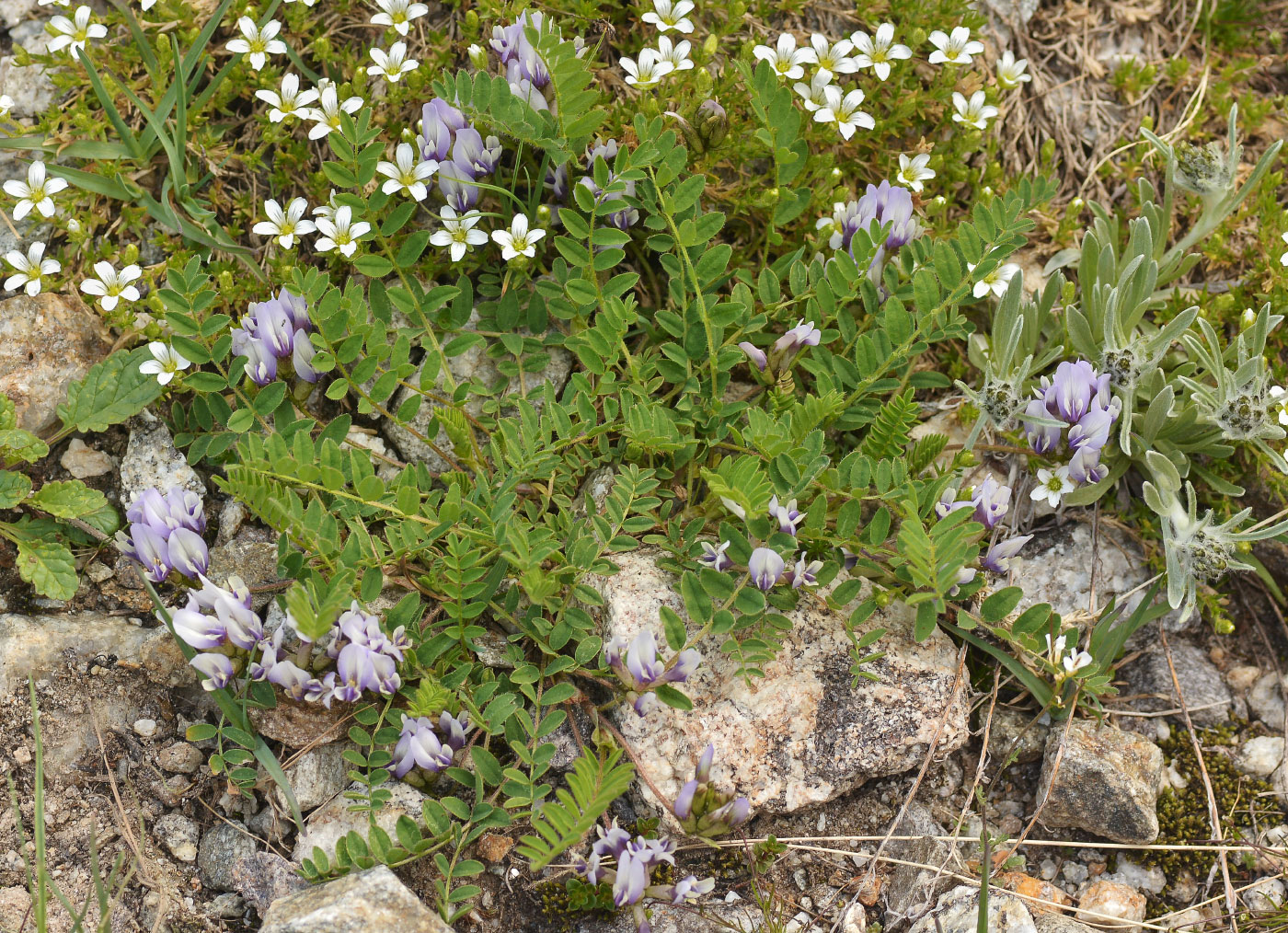 Image of Astragalus oreades specimen.