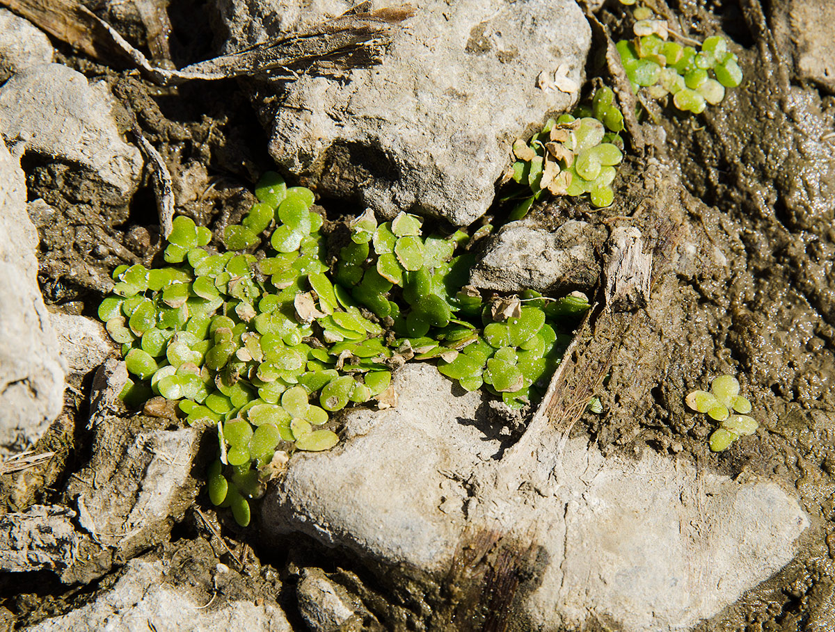 Image of Lemna minor specimen.