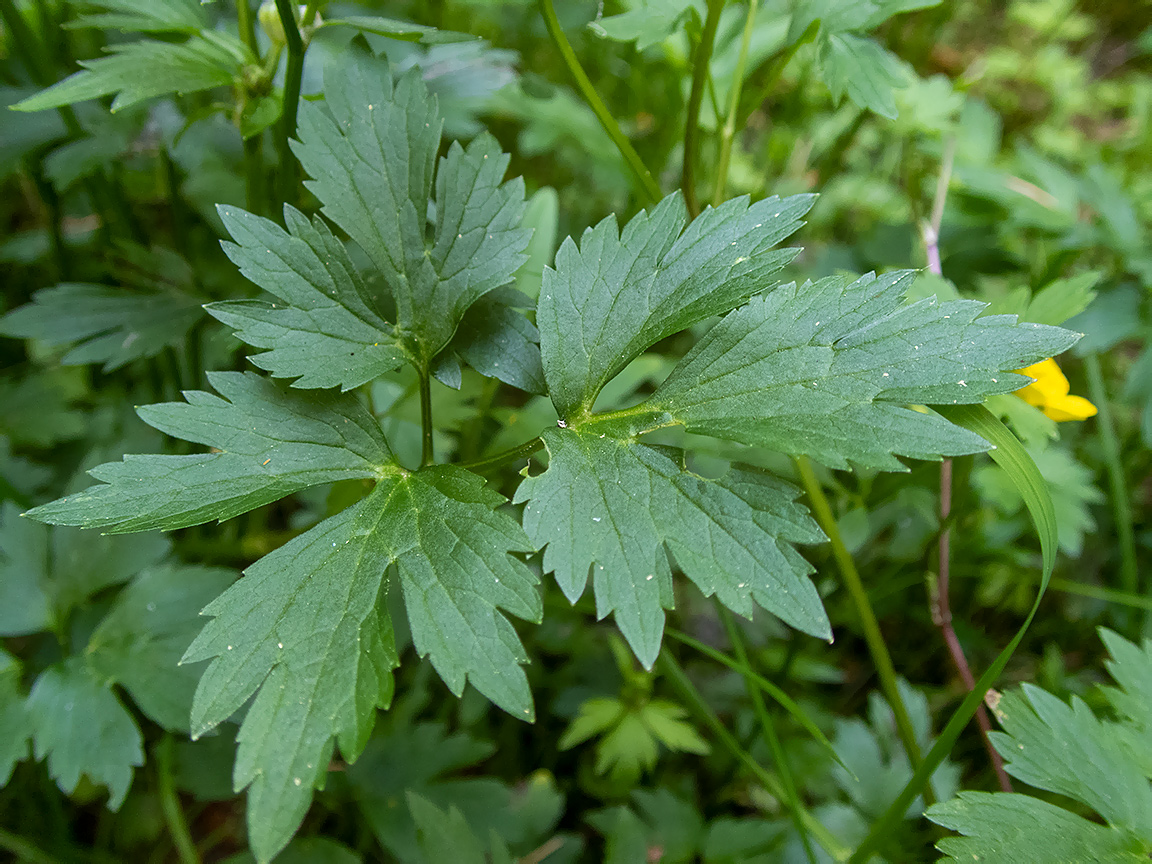 Image of Ranunculus repens specimen.