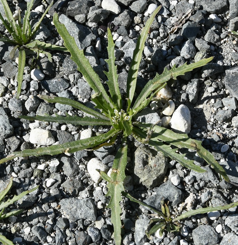 Изображение особи Neotorularia torulosa.