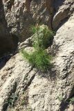 Pinus sylvestris. Молодое растение. Бурятия, Иволгинский р-н, 431-й км трассы Р-258 \"Байкал\", глинисто-песчаный склон обрыва. 22.05.2023.