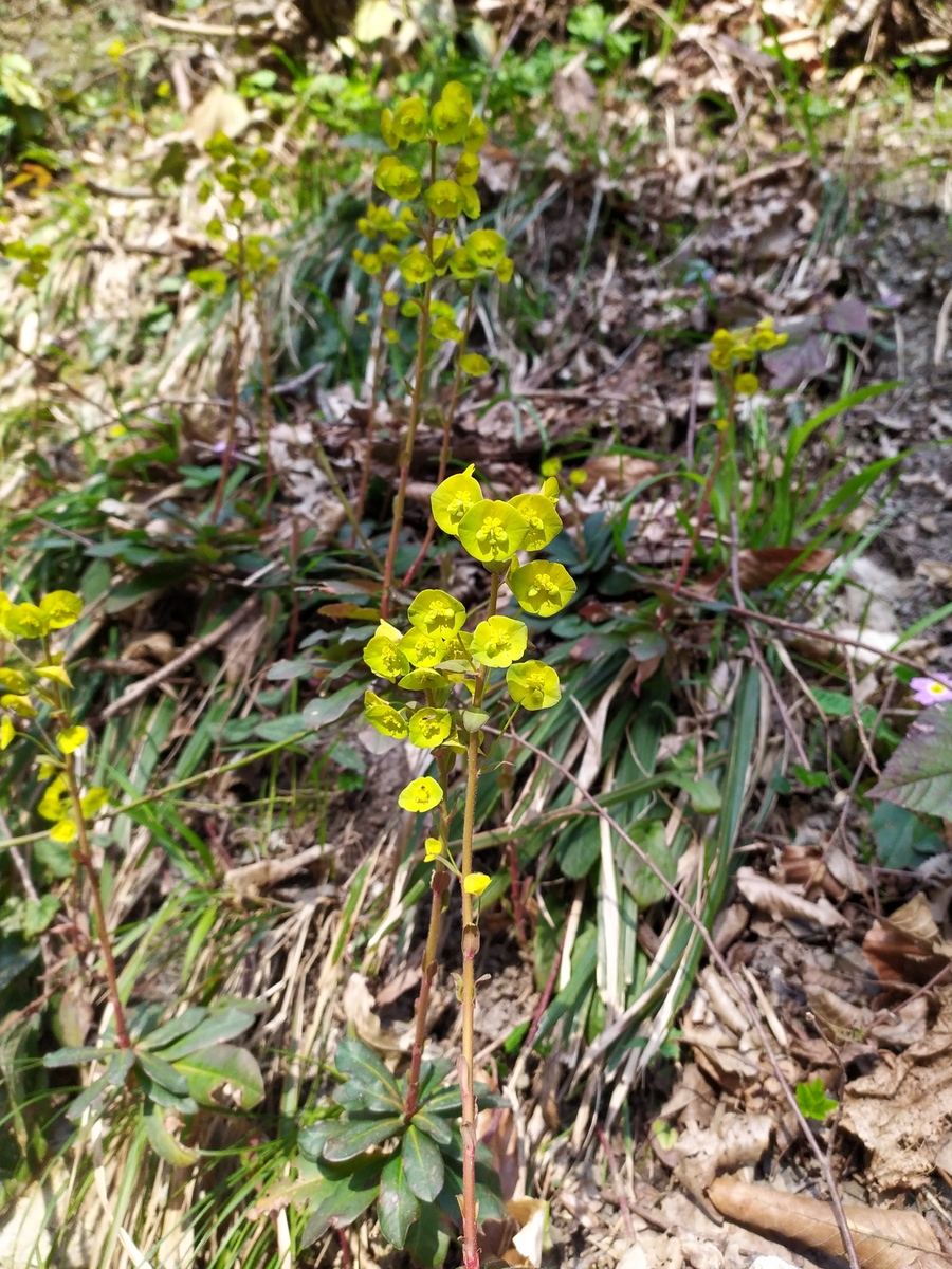 Изображение особи Euphorbia amygdaloides.