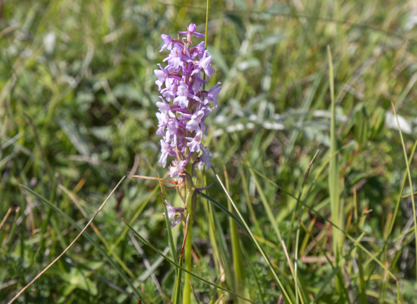 Image of Gymnadenia conopsea specimen.