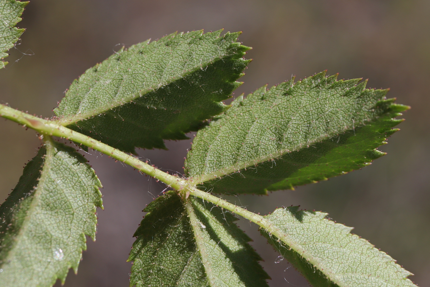 Image of Rosa agrestis specimen.