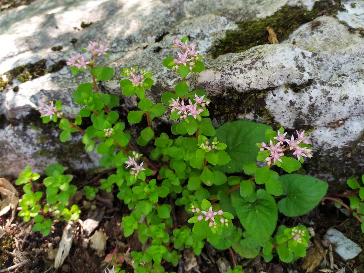 Изображение особи Sedum stoloniferum.