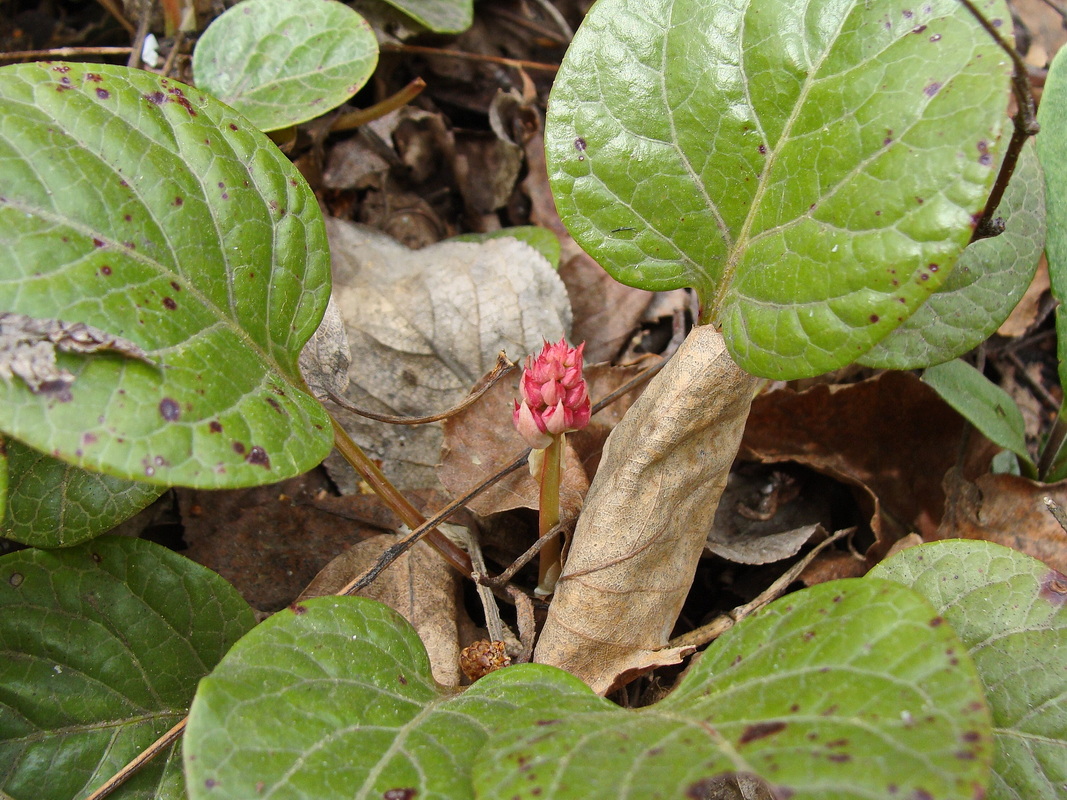 Изображение особи Pyrola incarnata.