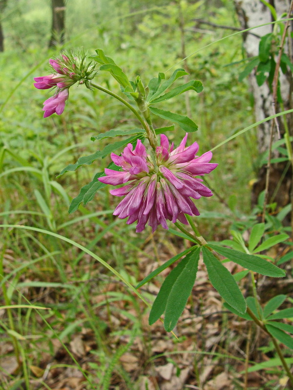 Image of Trifolium lupinaster specimen.