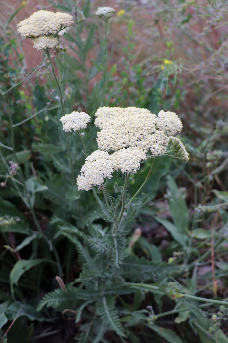 Image of Achillea karatavica specimen.