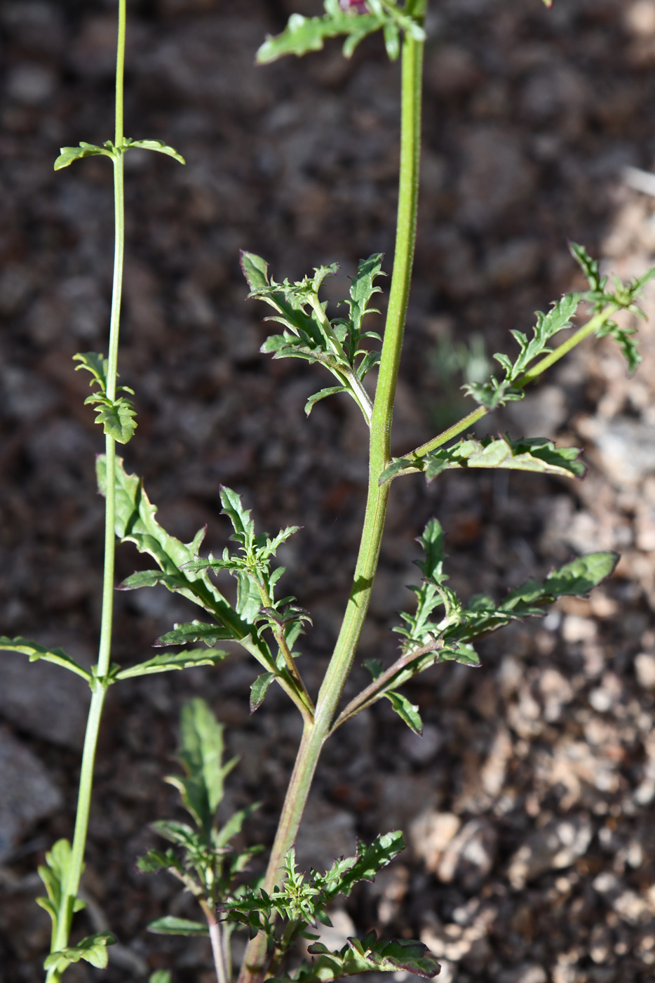 Изображение особи Scrophularia incisa.