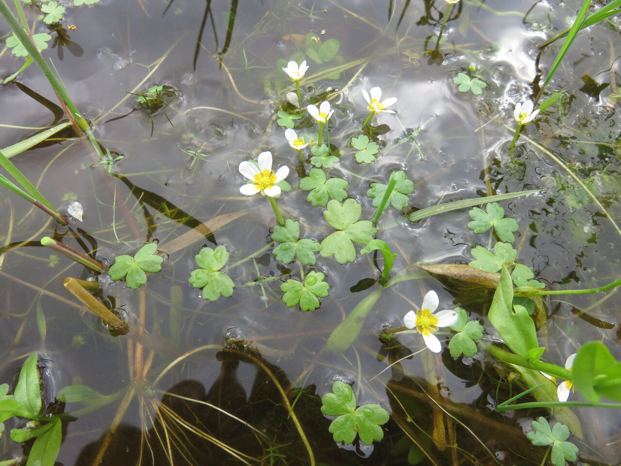 Image of Ranunculus penicillatus specimen.