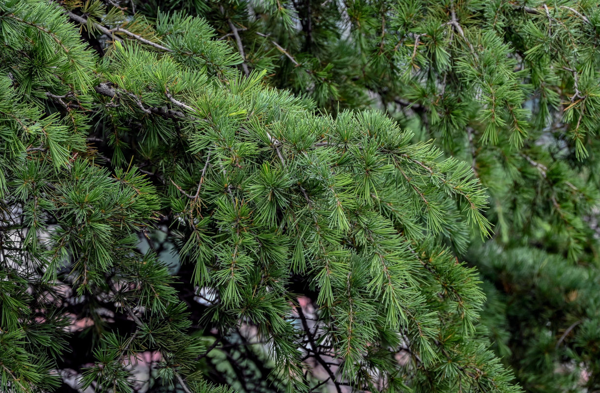 Image of Cedrus deodara specimen.