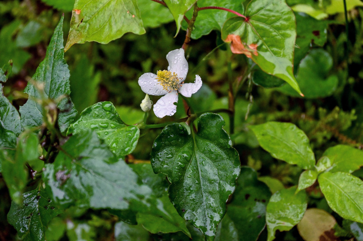 Изображение особи Houttuynia cordata.