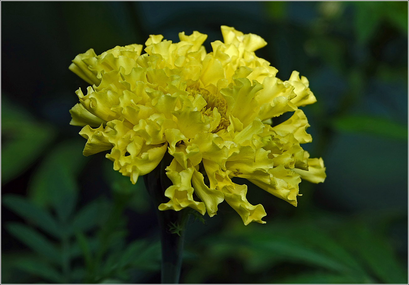 Image of Tagetes erecta specimen.