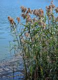 Phragmites australis. Плодоносящие растения. Московская обл., Щёлковский р-н, окр. Монино, Леданово озеро, в воде у берега. 15.09.2024.