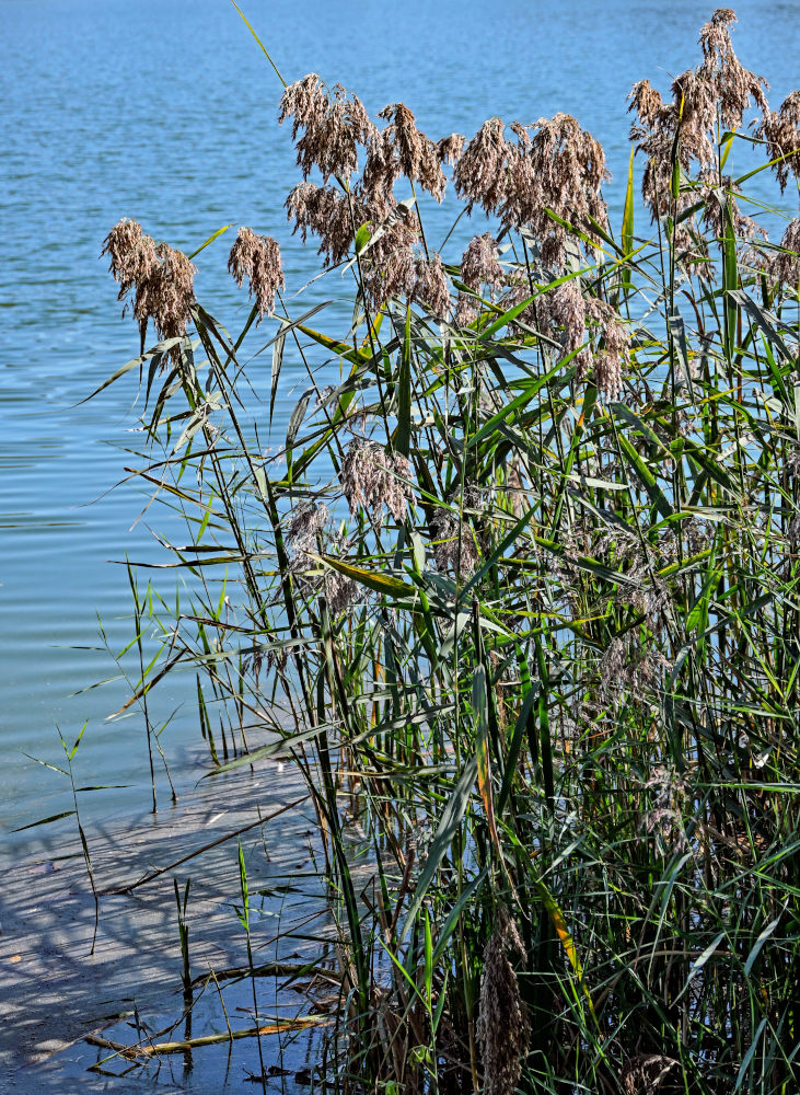 Image of Phragmites australis specimen.