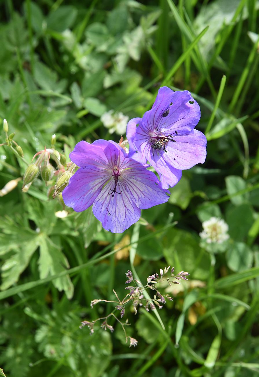 Image of genus Geranium specimen.