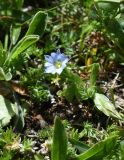 Gentiana dshimilensis. Цветущее растение. Чечня, Шаройский р-н, Снеговой хр., 3 км от пер. Цумандинский в сторону г. Заинкорт, выс. ок. 2850 м н.у.м., небольшой перевальчик между Снеговым хребтом и отрогом, уходящим в сторону Чечни, альпийский луг. 25 июня 2024 г.