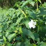 Datura stramonium