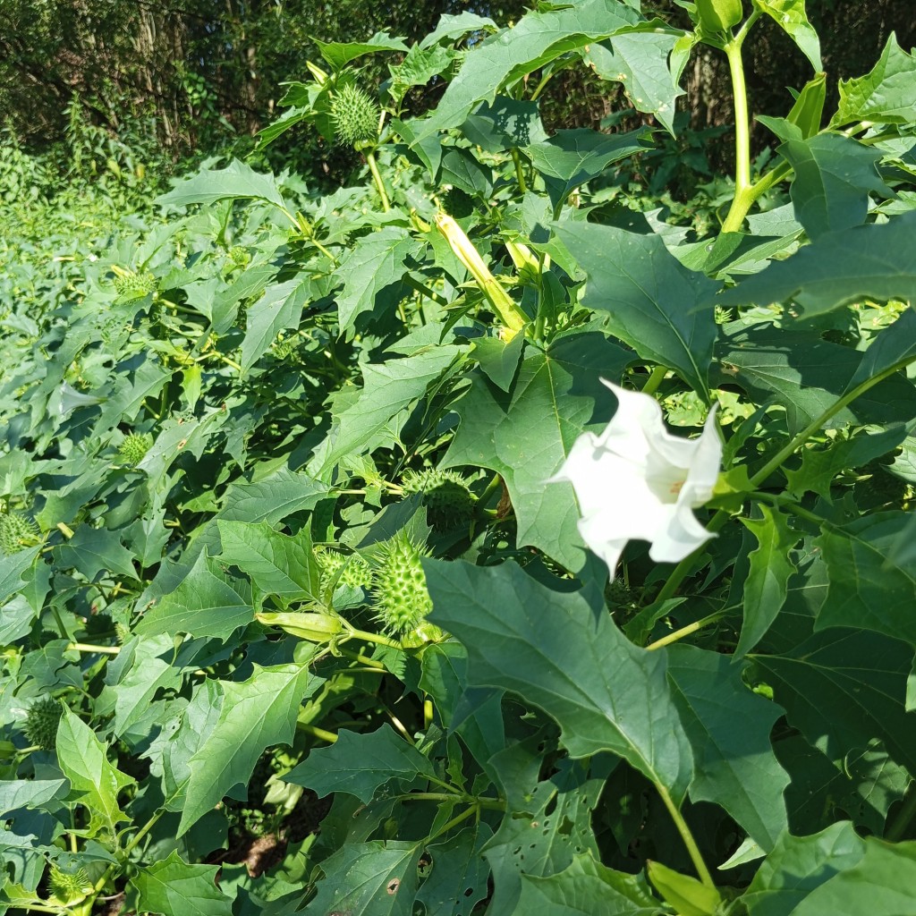 Image of Datura stramonium specimen.