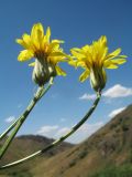 Crepis darvazica. Верхушки побегов с соцветиями. Казахстан, Западный Тянь-Шань, Киргизский хр., ущ. Сугаты, ≈ 1400 м н.у.м., лугово-степной склон вост. экспозиции. 12 июня 2024 г.