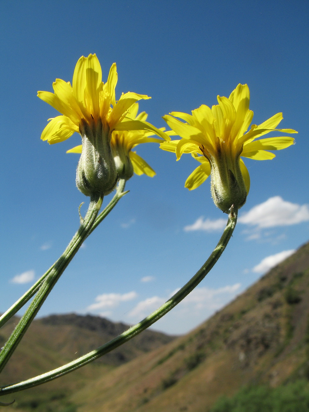 Изображение особи Crepis darvazica.