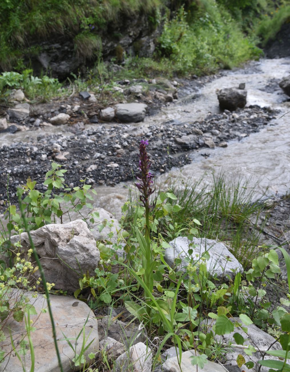 Image of genus Dactylorhiza specimen.