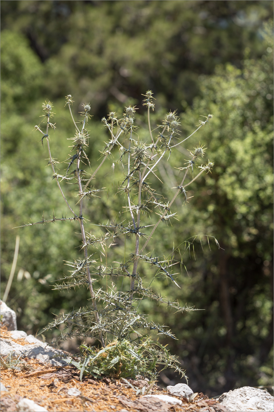 Image of Echinops spinosissimus specimen.