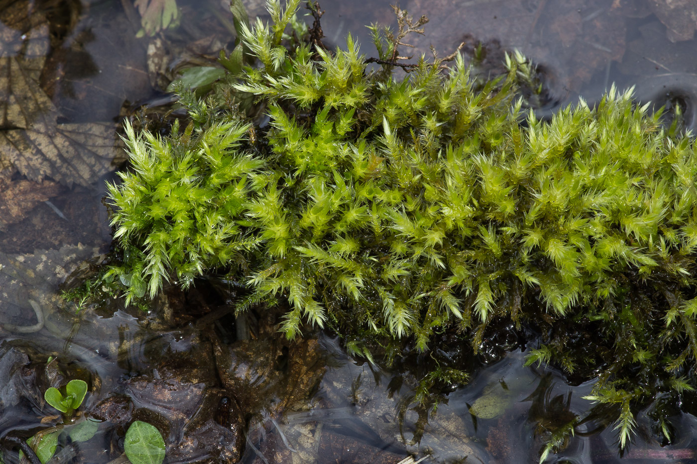 Image of Brachythecium mildeanum specimen.