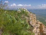 Heracleum leskovii. Цветущее растение. Карачаево-Черкесия, Зеленчукский р-н, гора Джисса, ≈ 1600 м н.у.м., на кромке скального обрыва. 14.06.2024.