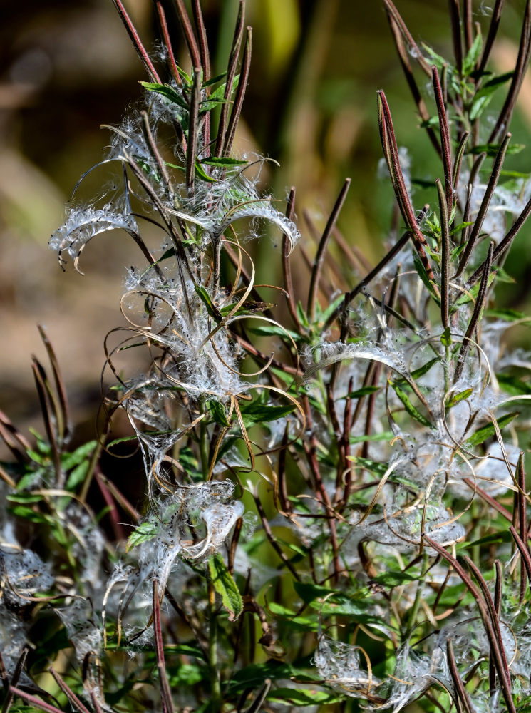 Image of Epilobium hirsutum specimen.