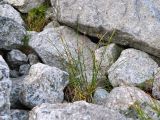 Смотреть изображение род Juncus