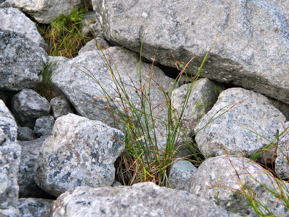 Image of genus Juncus specimen.