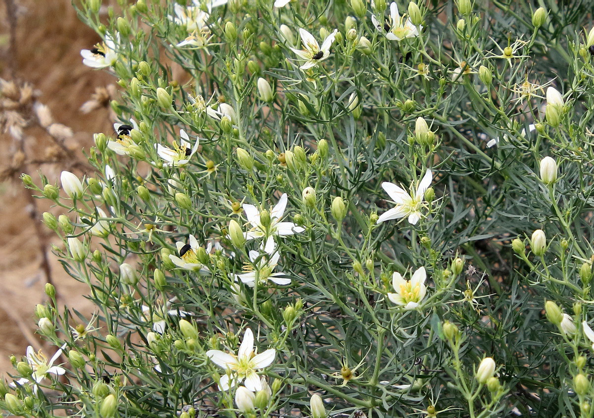 Image of Peganum harmala specimen.