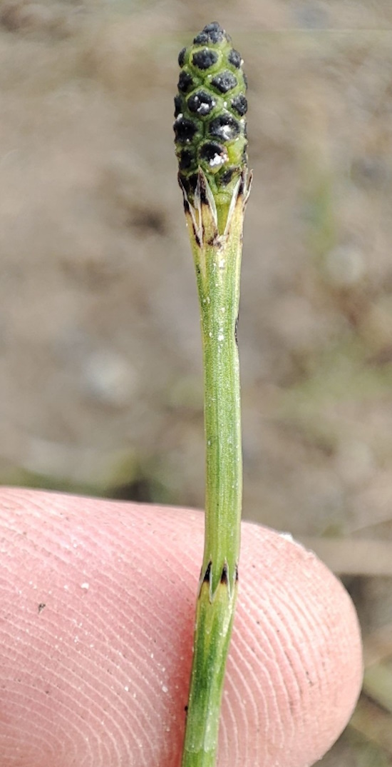 Изображение особи Equisetum palustre.