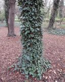 View full-size image Hedera helix