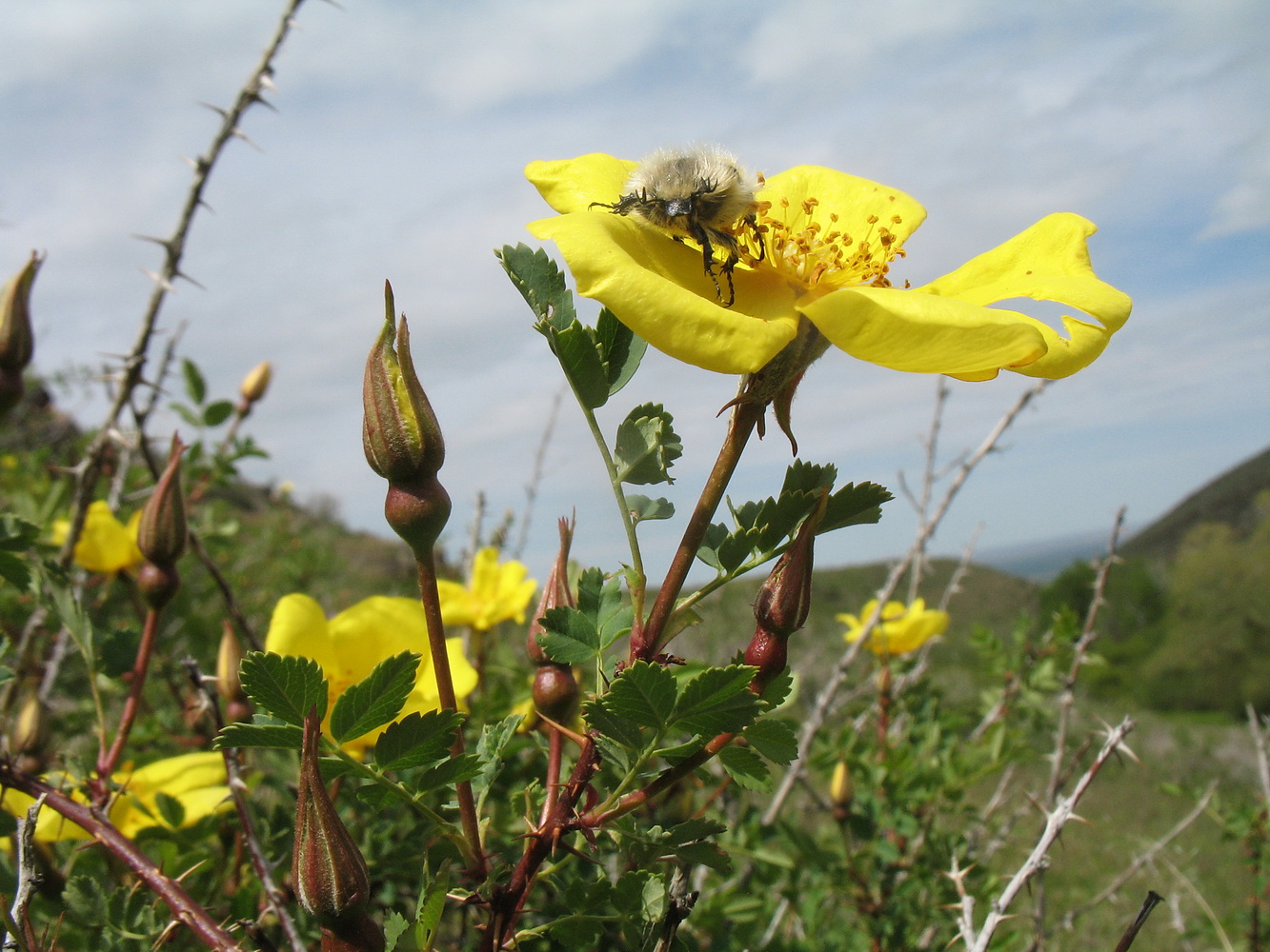 Изображение особи Rosa platyacantha.