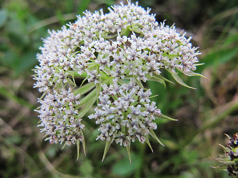 Изображение особи Pachypleurum alpinum.