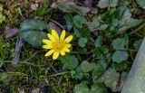 View full-size image Ficaria verna