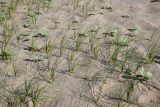 Смотреть изображение Carex physodes