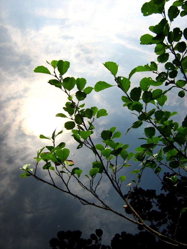 Image of Alnus glutinosa specimen.