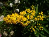 Смотреть изображение Solidago canadensis