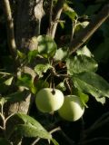 Смотреть изображение Malus domestica